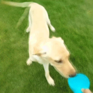 PetQuench Video 3-in-1 Design - Wasserflasche, Futterspender und Kotbeutelspender