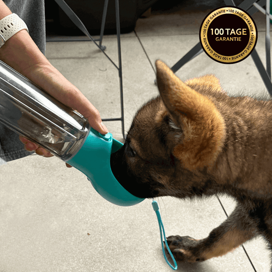 PetQuench 3-in-1 Design - Schäferhundwelpe am Trinken